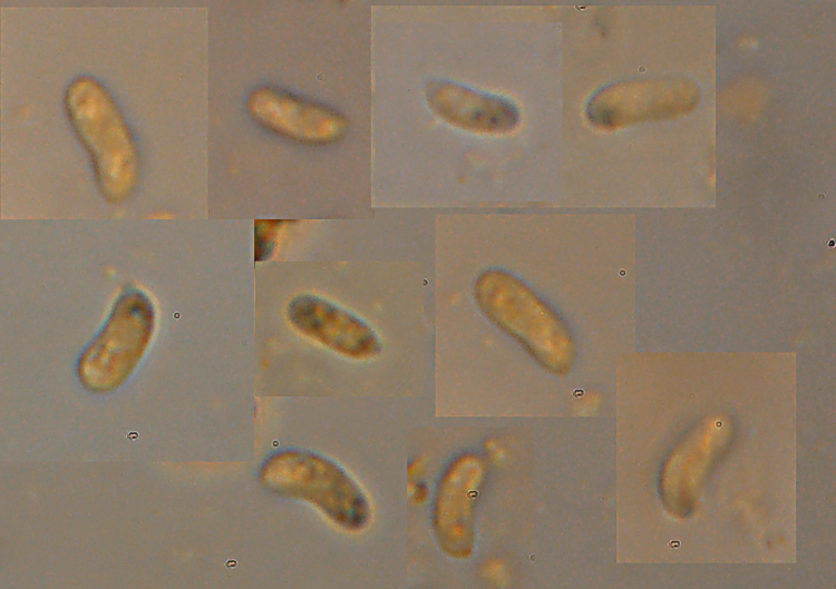 Sar� un Gloeophyllum...con bordi rossi - foto 4894